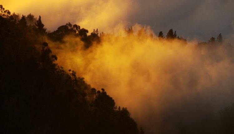 Clouds-Trees-1-Feb2010-5282013
