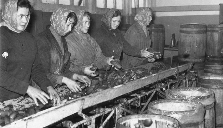 Pracownice kwaszarni ogórków, lata 60., Kańczuga Błonia