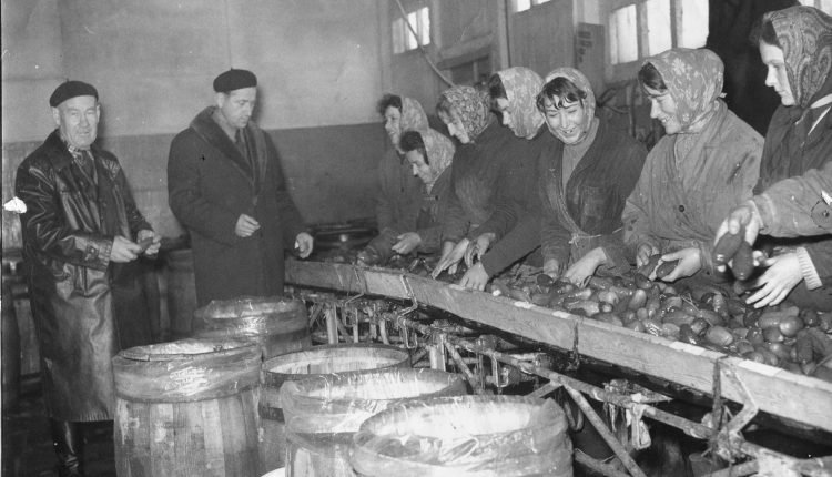 Kwaszarnia ogórków, od lewej: kierownik Karol Szymczakiewicz, prezes, pracownice – lata 60., Kańczuga Błonia